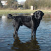 hond in water