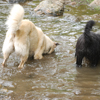 Hond met kop in water